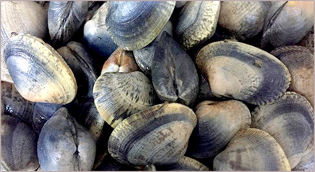 Foto Almeja Fina - La Punta del Capitán